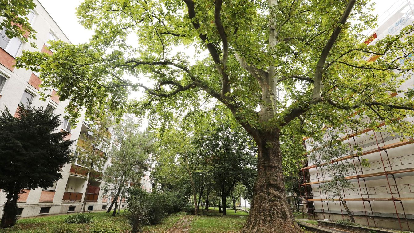 Győri természeti kincskereső – Az égig érő nádorvárosi platánfa – fotók