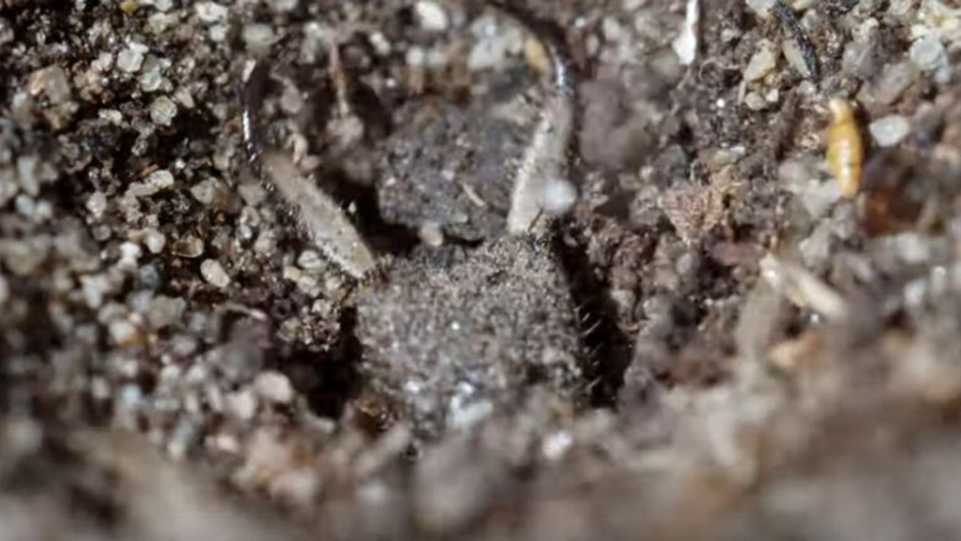 A vérszomjas hangyafarkas támadása a gönyűi homokvidéken – videó