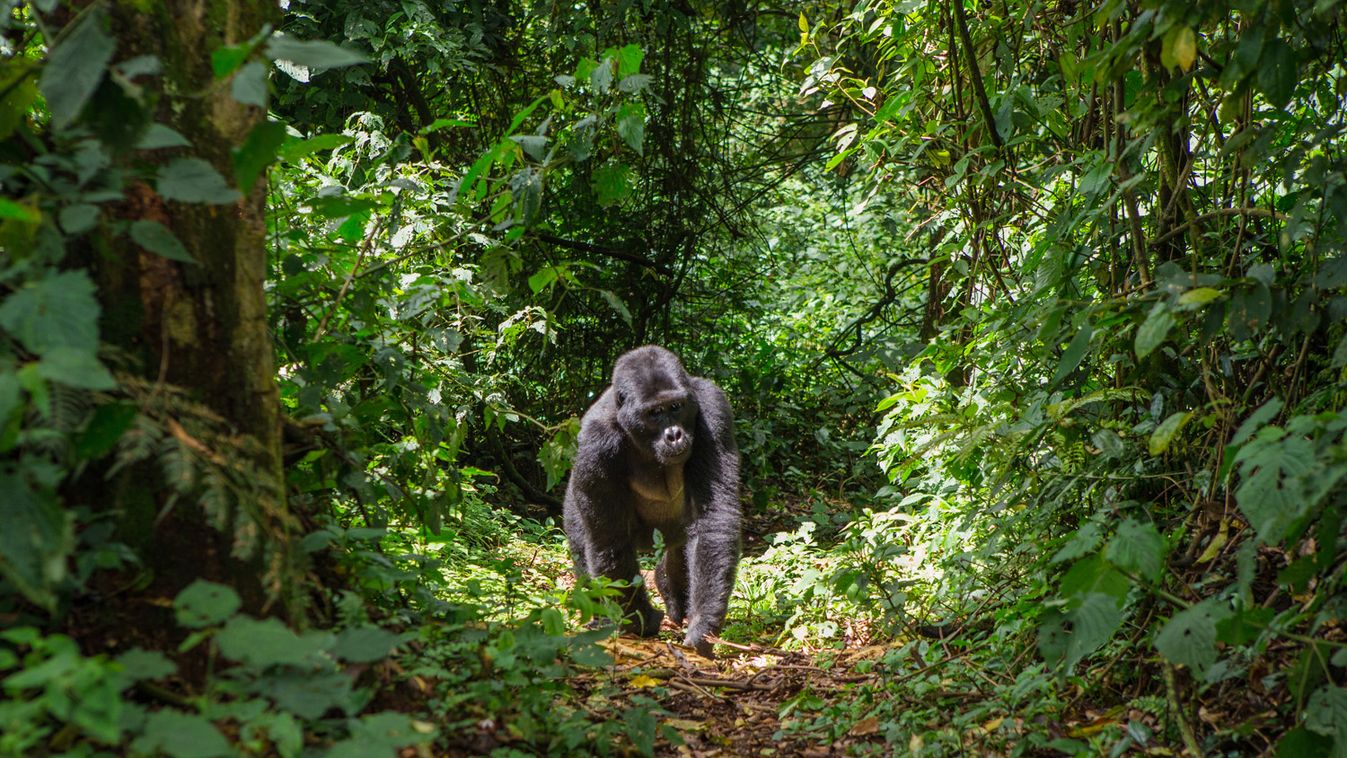 Hosszú évekre börtönbe került Uganda leghíresebb gorillájának gyilkosa