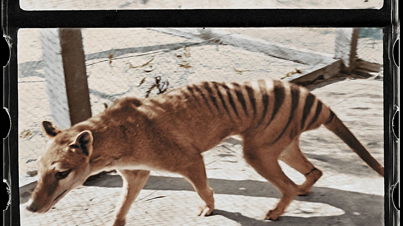 Filmkockákon kelt újra életre a majdnem száz éve kihalt tasmán tigris
