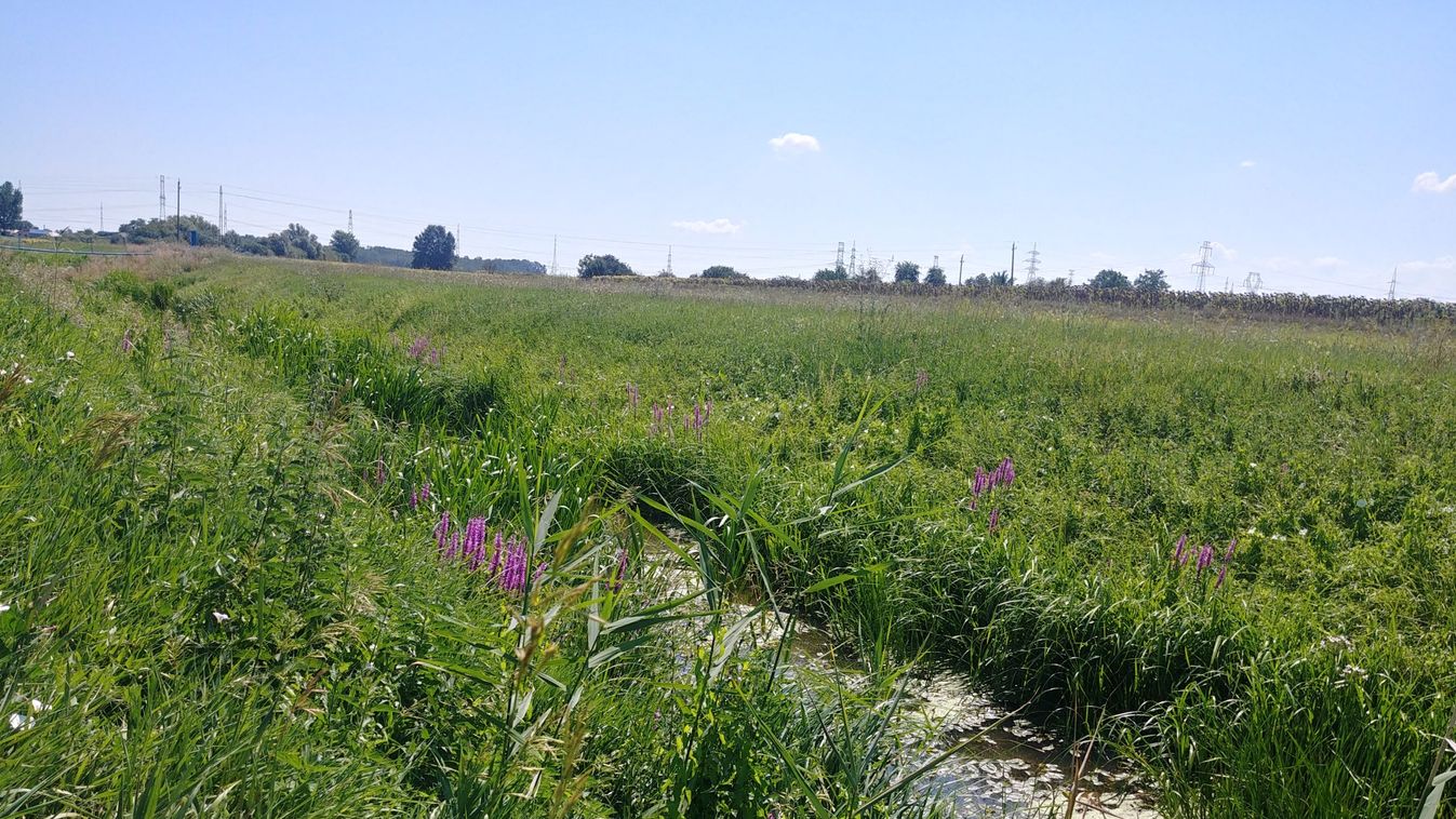 Győri természeti kincskereső – Kanyarog a Pándzsa Kismegyeren – fotók