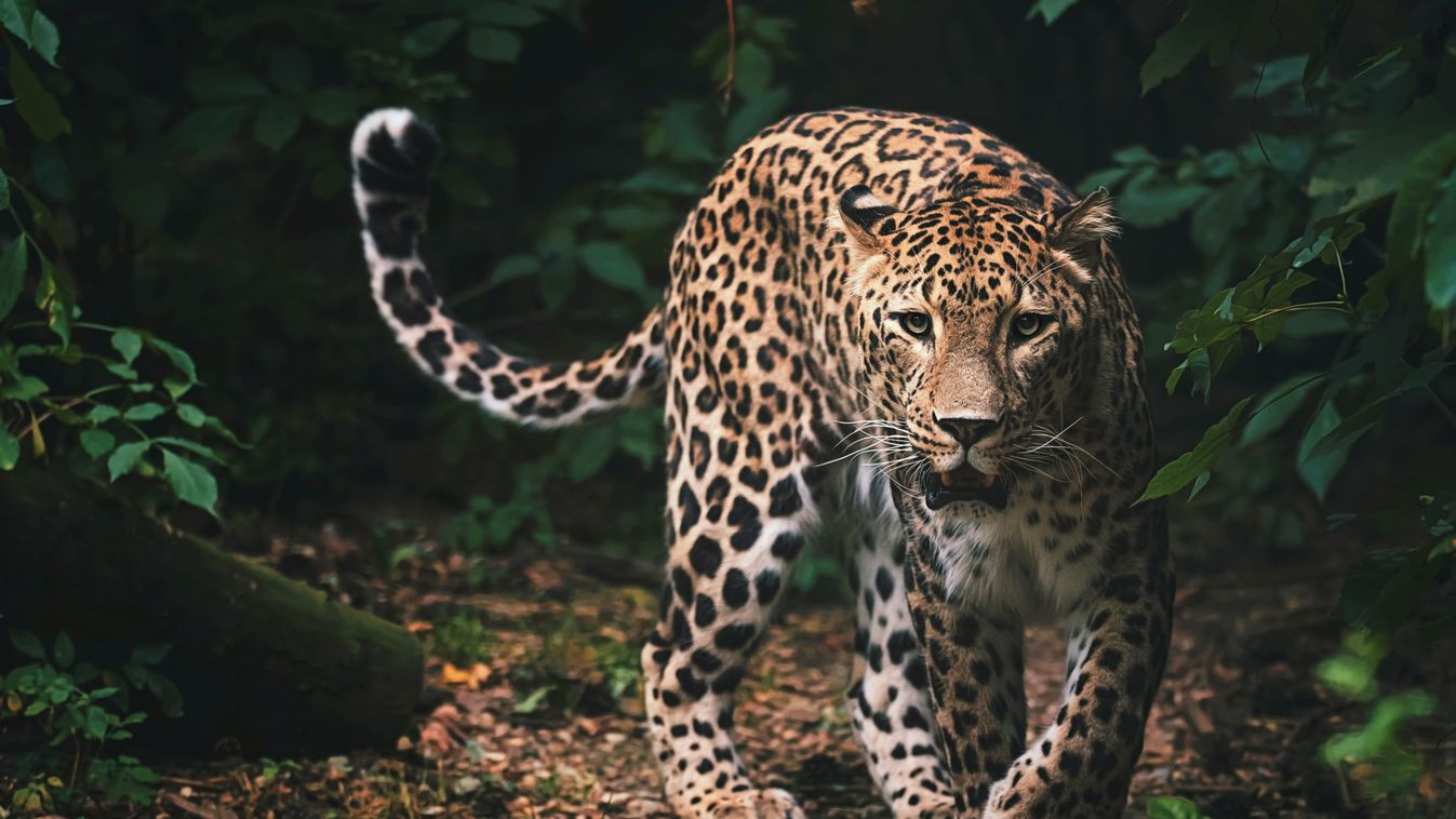 Egy hétig titkolta három leopárdjának megszökését egy kínai szafaripark