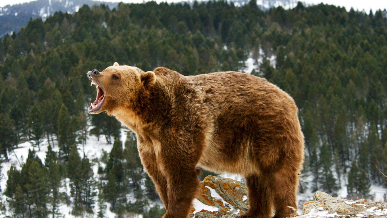 Egyre nő a grizzly medvék élettere, de még védelemre szorulnak