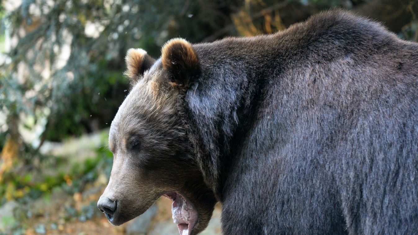 Sátrából ragadta el áldozatát a grizzly