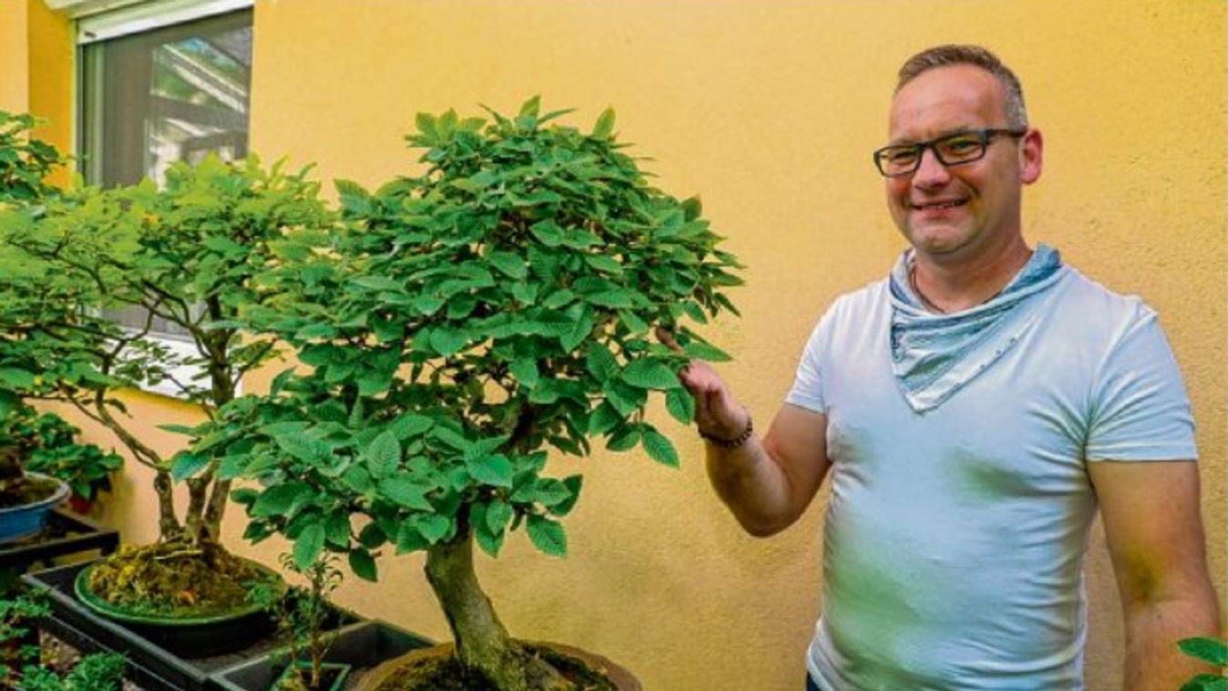 Faóriások egy tál cserépben Öttevényben