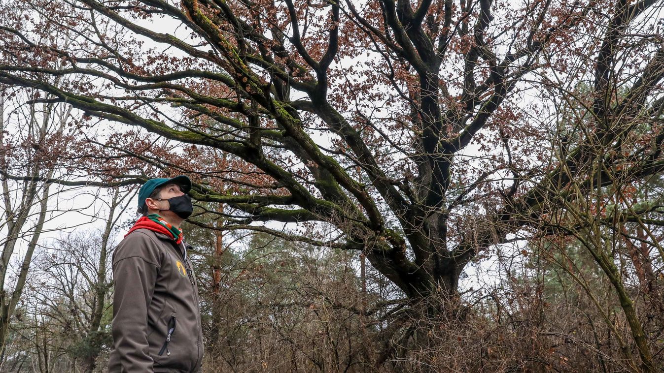 Győri Természeti Kincskereső – Olvasóink a győrszentiváni homoki erdőt, a Püspökerdőt és a Radó-szigetet helyezték a dobogóra – fotók