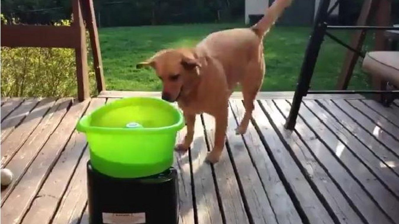 Cuki videó: így nem unatkozik az otthon hagyott kutya