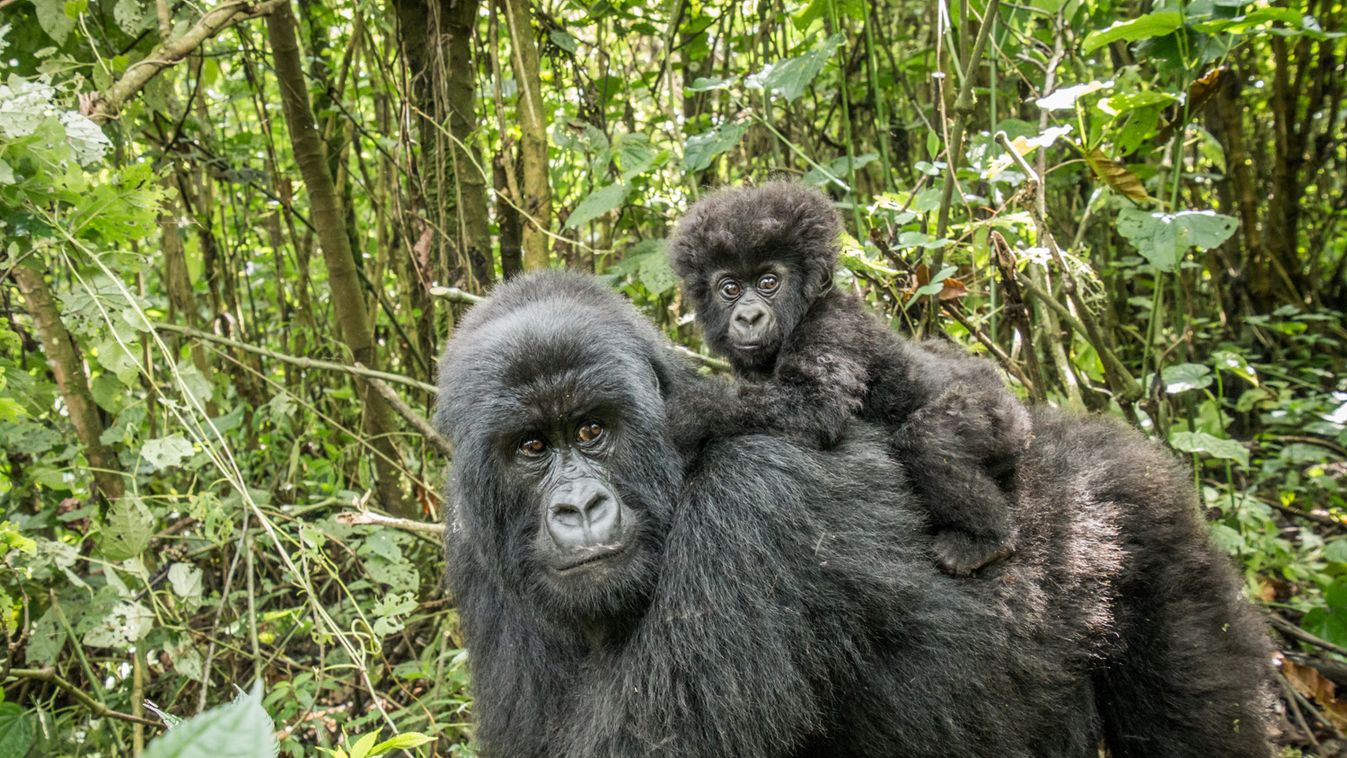 Már ezer fölött jár a hegyi gorillák száma