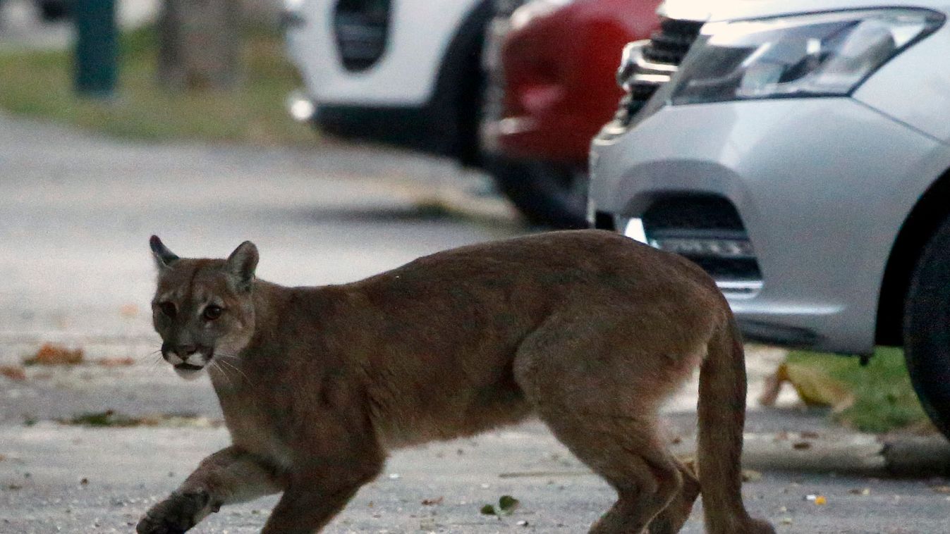 „Ez a puma a gyerekem!” – kiáltotta a lengyel férfi, majd elbújt kedvencével az erdőben