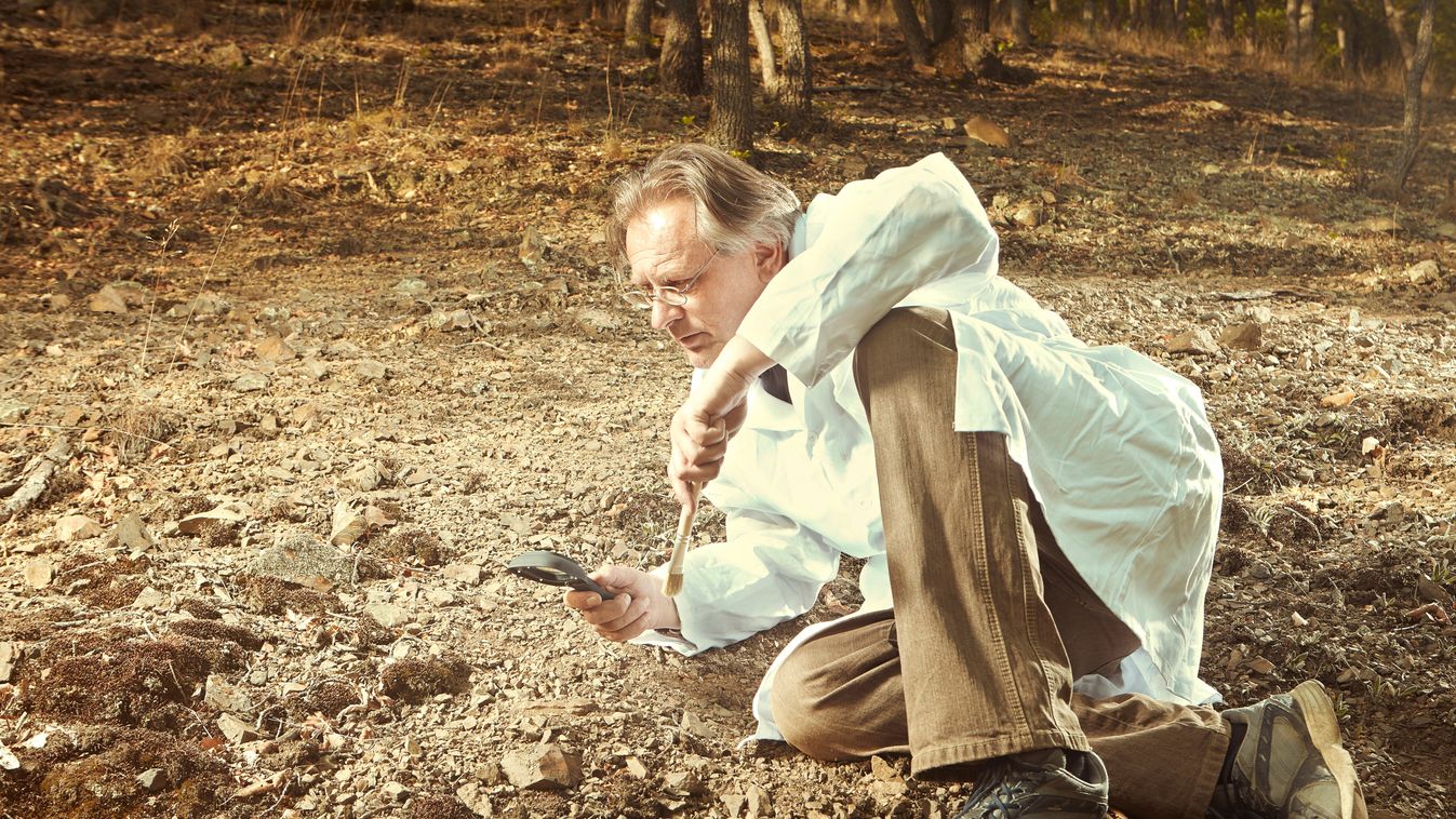 Három új ősmaradványfajt tártak fel a Mecsekben