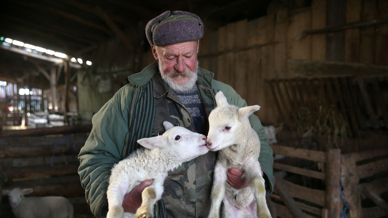 Bár a bárányhúsra nő a kereslet, mégis apad a hazai juhállomány