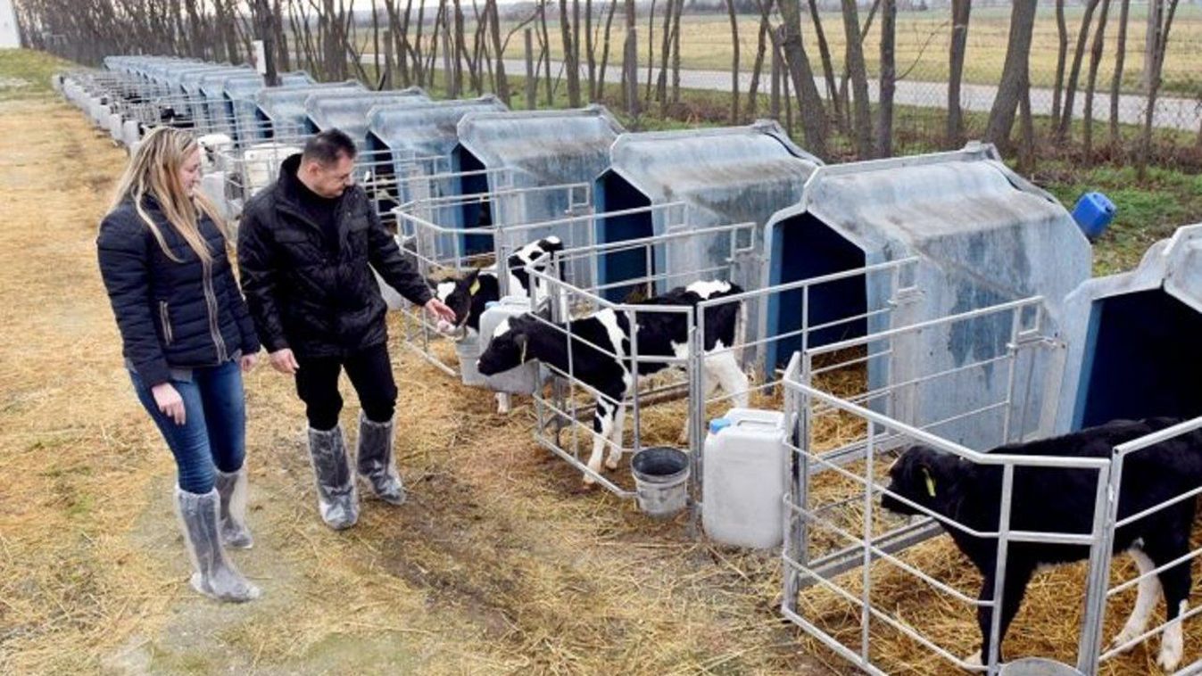 Hegykői tehenészet - Indiából hoztak vendégmunkásokat a fejőházba