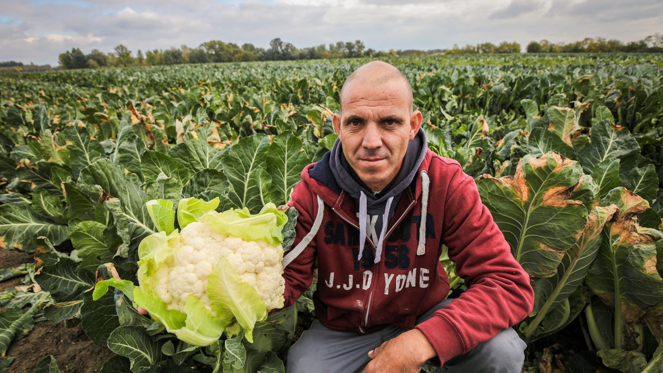 Itt a karfiolszezon – Egyre kevesebben termesztik, pedig megéri