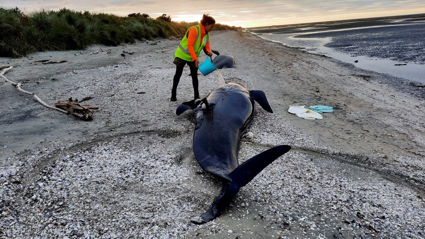 More than 30 dolphins have drifted ashore and died off the coast of New Zealand