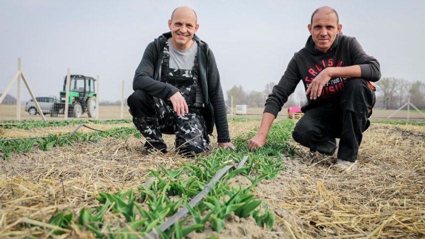 KISALFOLD – Το Tulips θα ανοίξει σύντομα σε Győrladamér και Máriakálnok