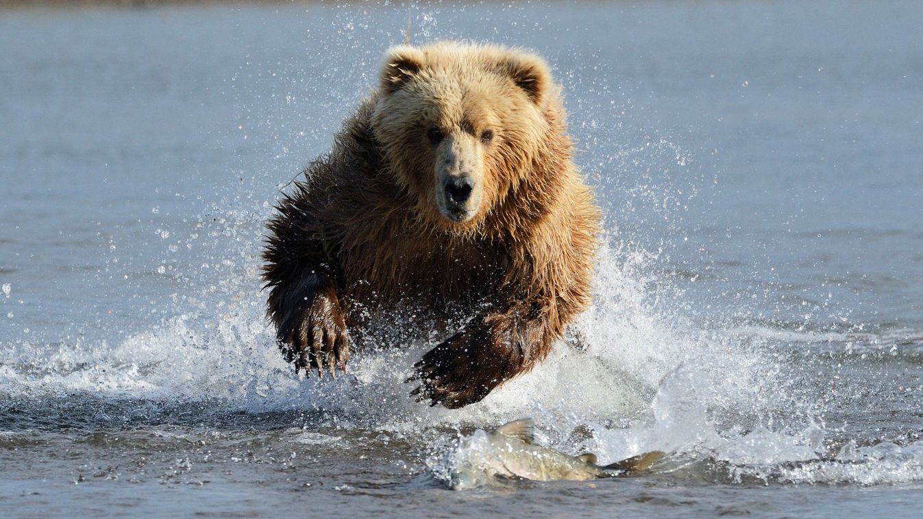 Melyik győz: a grizzly vagy a borját védő jávorszarvas? (videó)