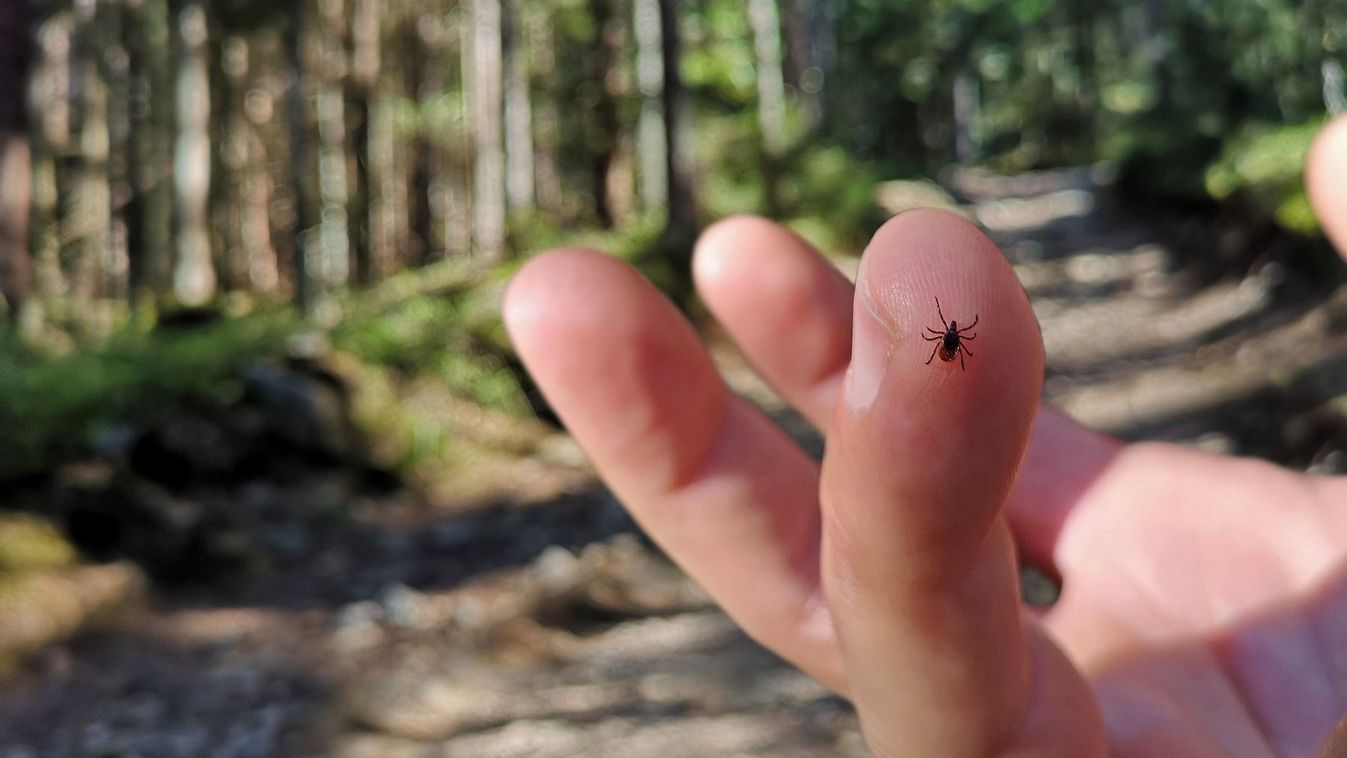 Halálos vírust terjesztő állat jelent meg hazánkban