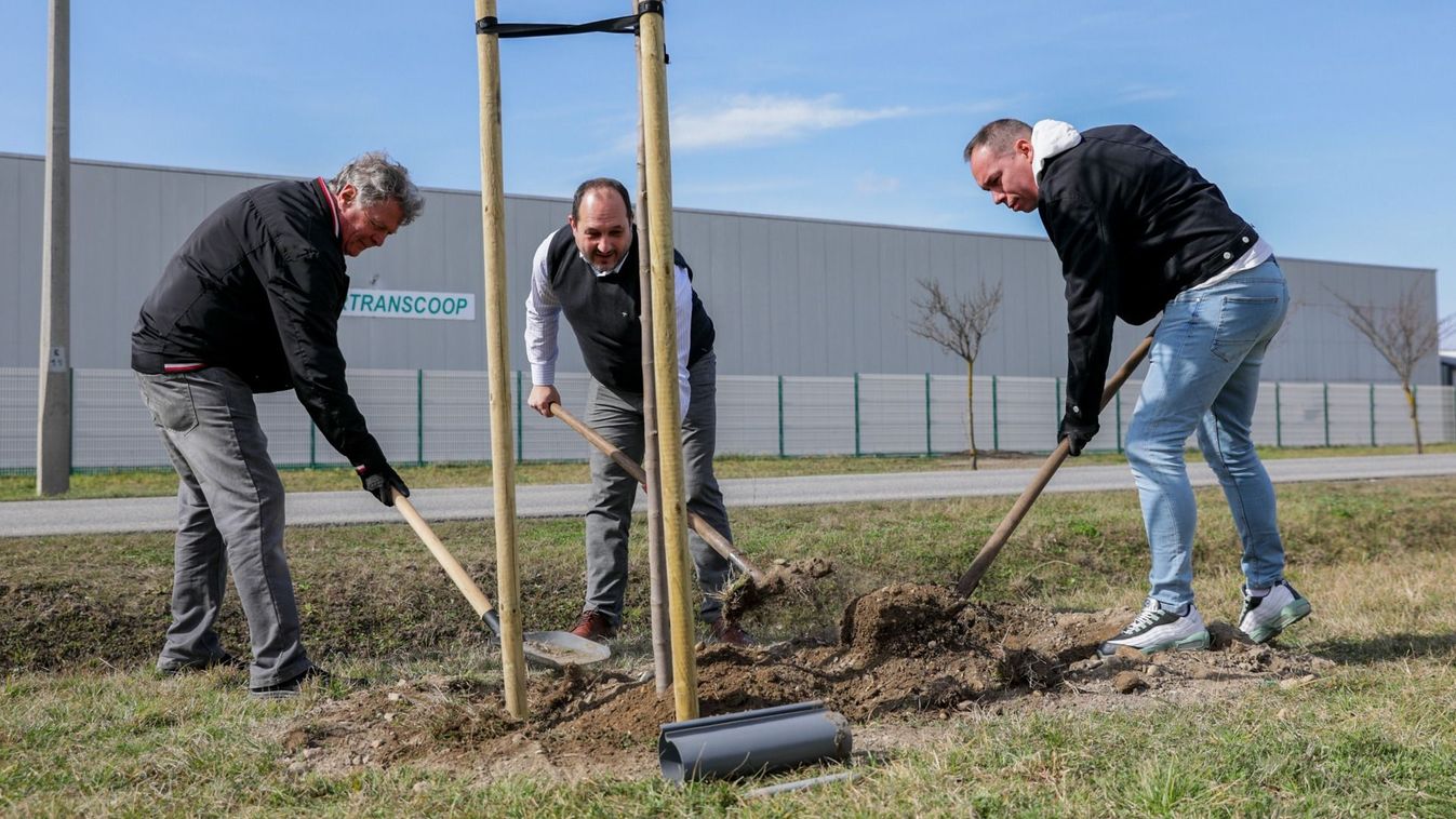 Harminckét facsemetével zöldült Győr - fotók