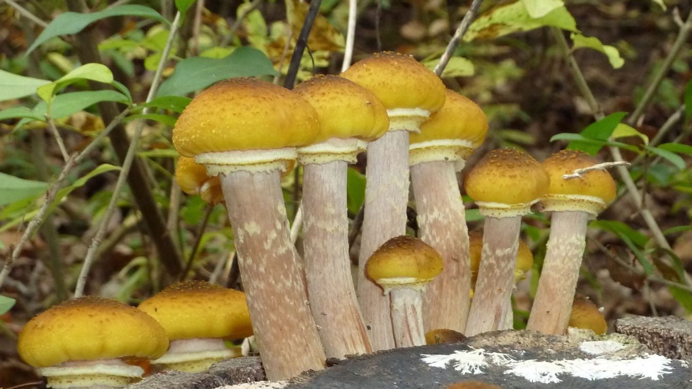 A tuskógomba genetikáját kutatják Sopronban