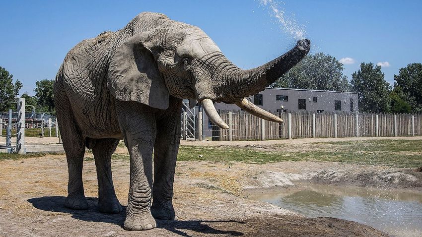 KISALFOLD – Örökbe fogadták Pembét a győri elefántot