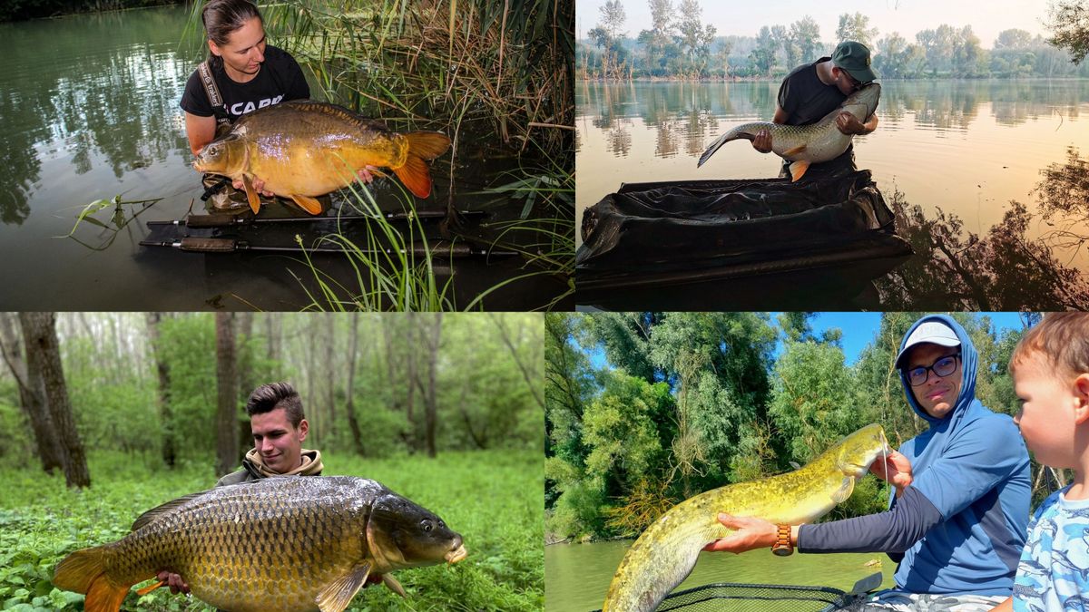 Egyetlen hírben mutatjuk Győr-Moson-Sopron legszebb halait – 55 csodás felvétel pontyokról, amurokról, csukákról és harcsákról + fotók