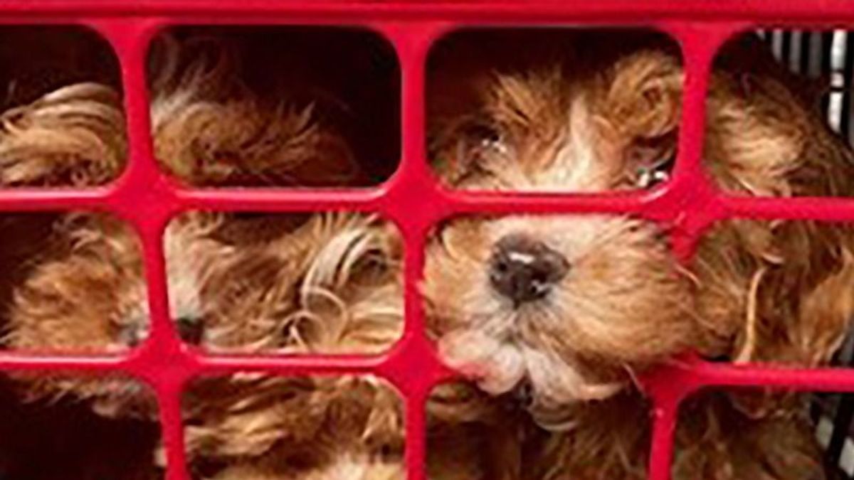 Illegális szállítmány - Hamis papírokkal találtak kutyakölyköket egy furgonban + Videó