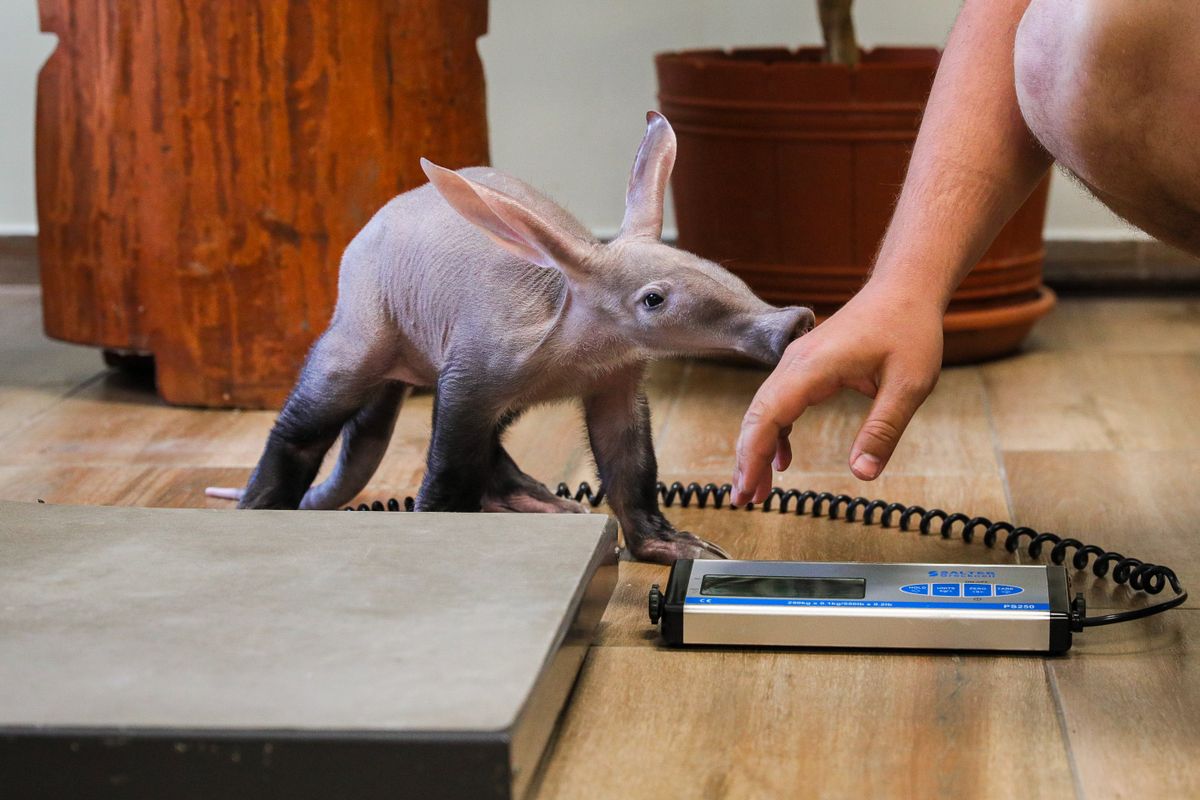 Már 10 hetes a legújabb győri állatkerti lakó. Március 9-én született a kis földimalac bébi.