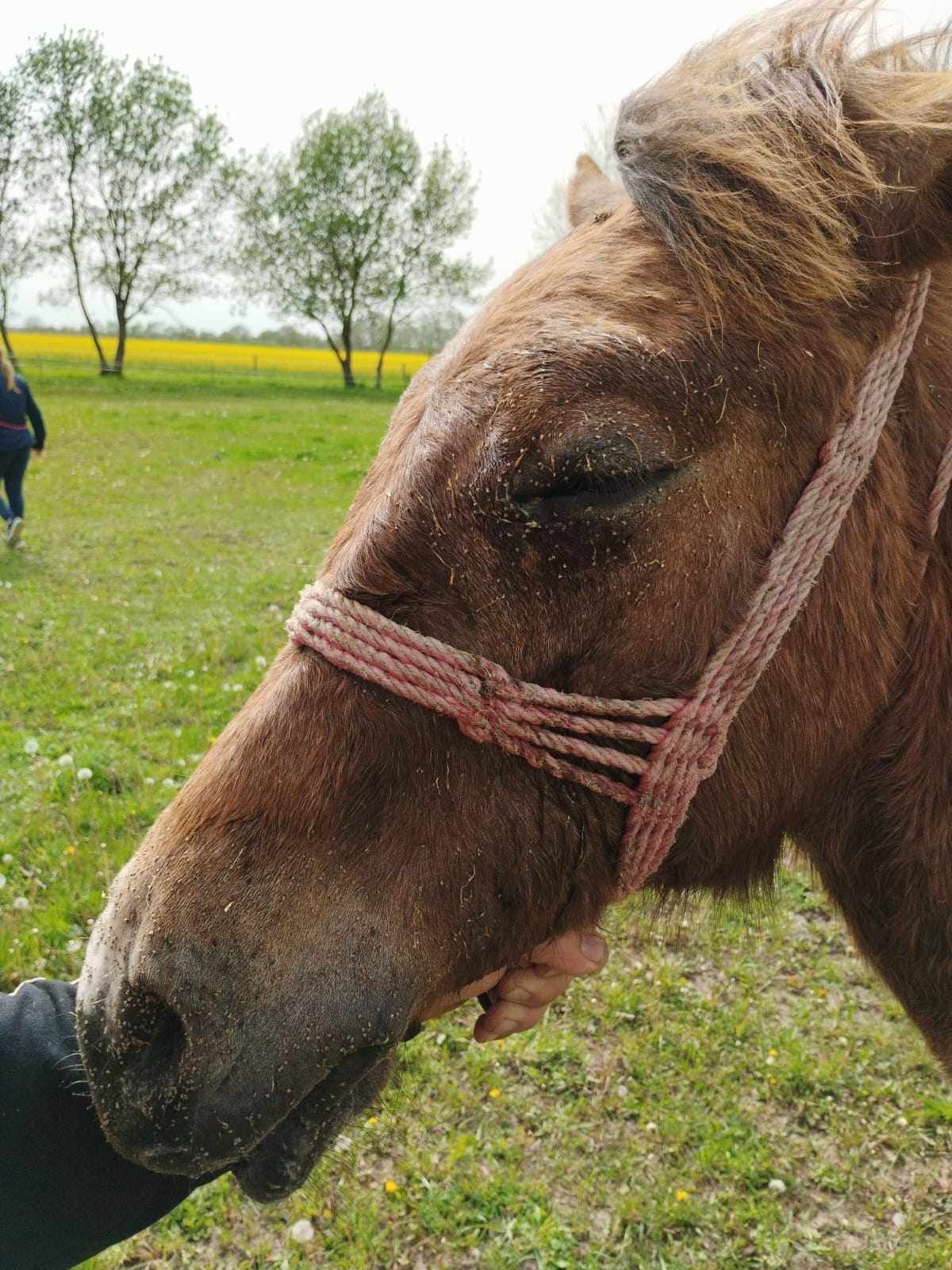 A ló fejét ezernyi méhszúrás érte.