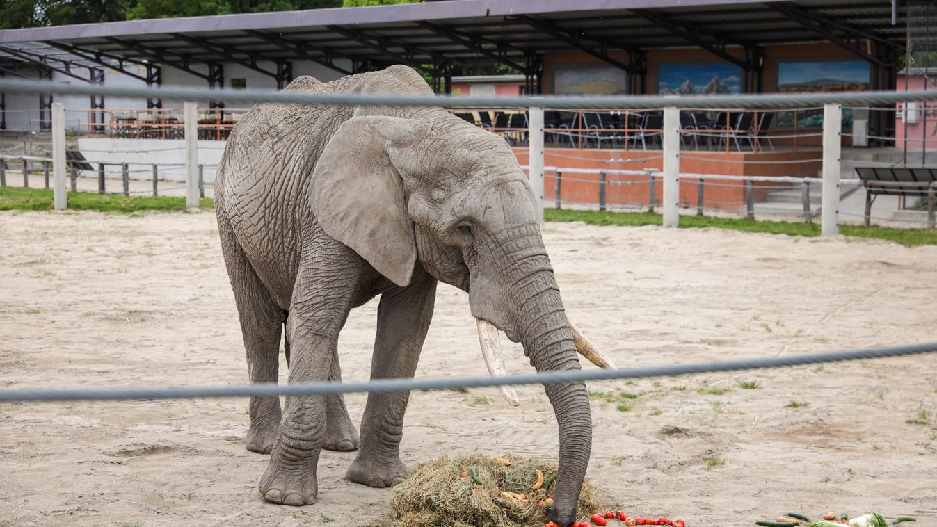 KISALFOLD – 23 éves Pembé – Elefánt születésnapi bulit tartottak a győri állatkertben – videó, fotók