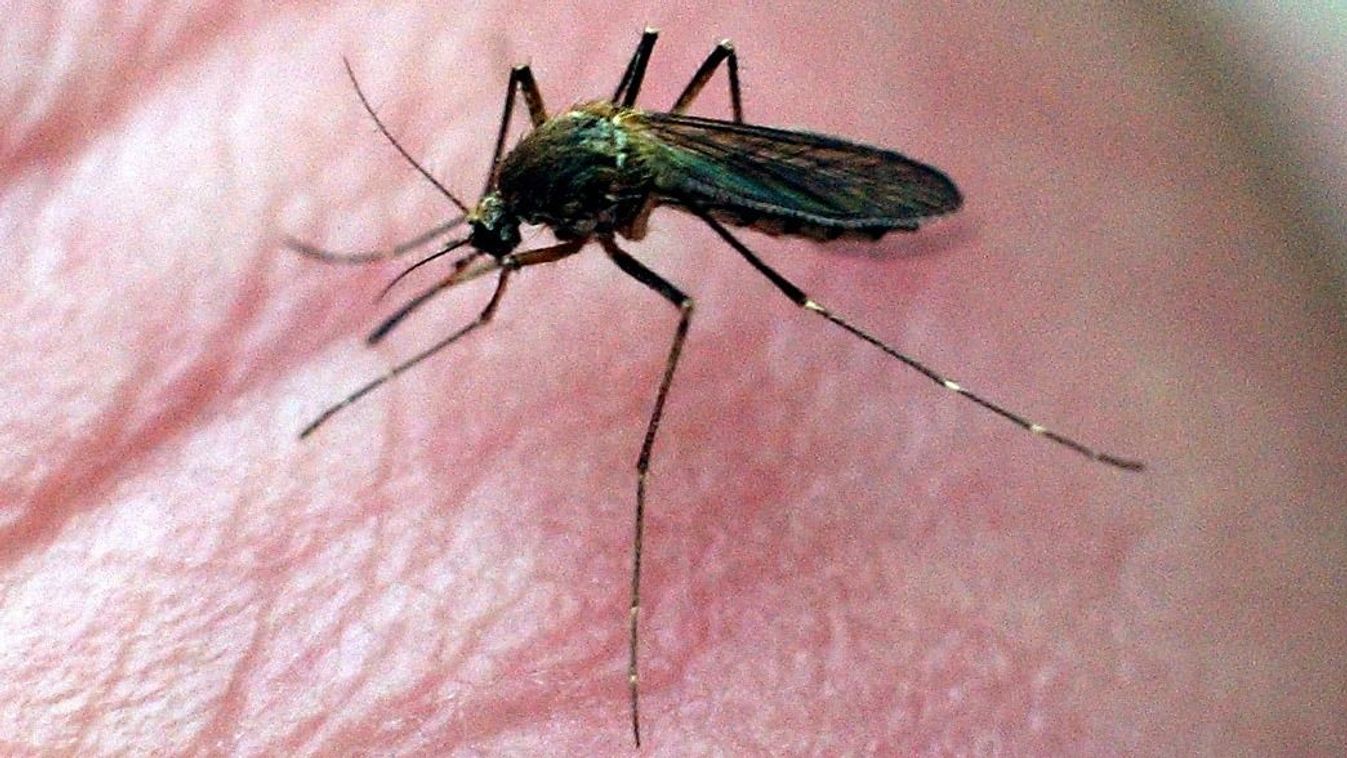 Az esőzések után egyre több a szúnyog Csorna környékén és a Rábaközben is