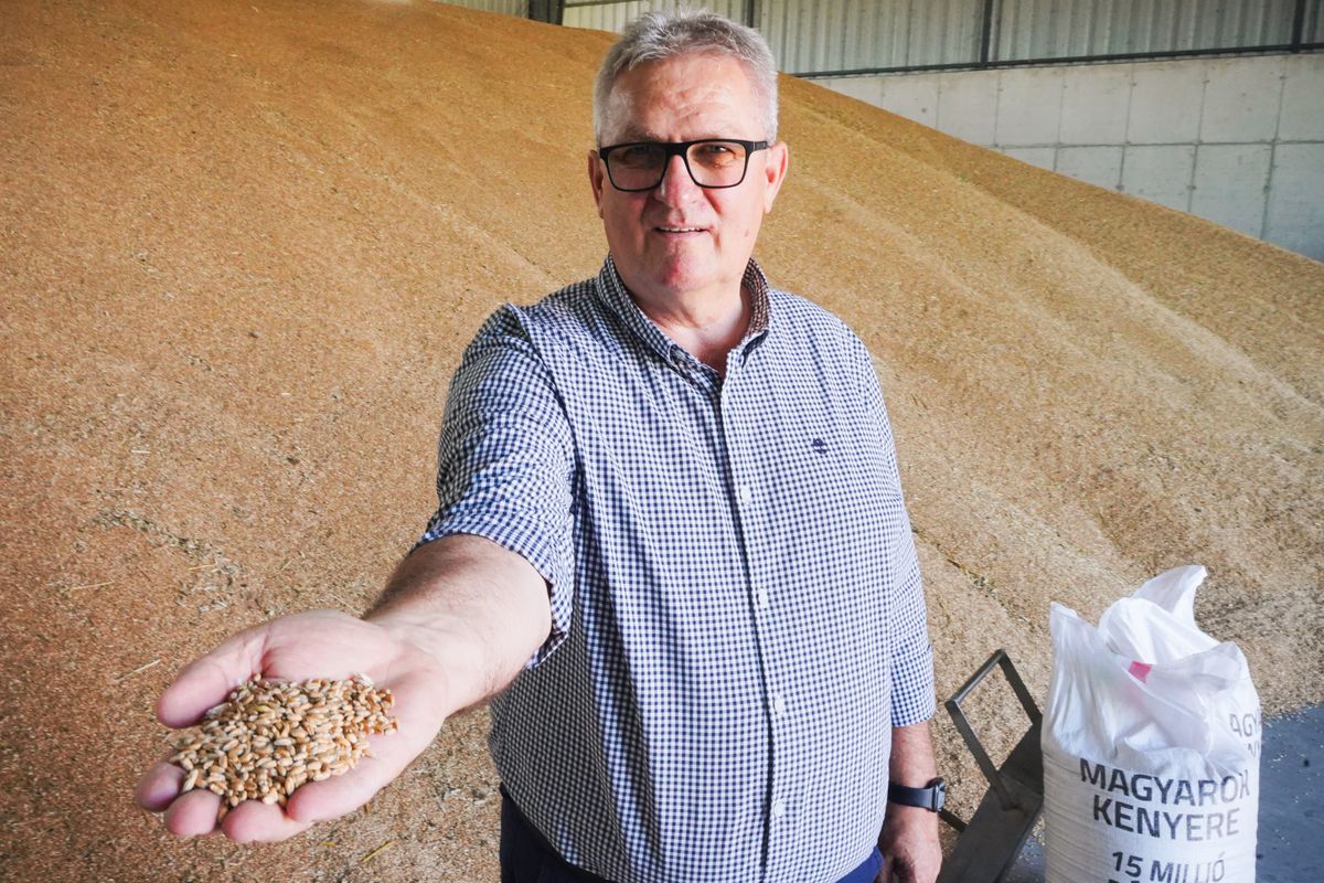 Németh Gergelynél, az agrárkamara vármegyei elnökénél is gyűlik már a gabona. 