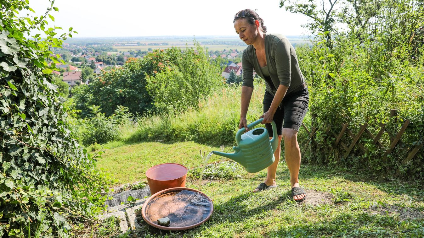 Szomját oltja őzmama és őzgida a győrújbaráti hegyoldalban - videón az itatás