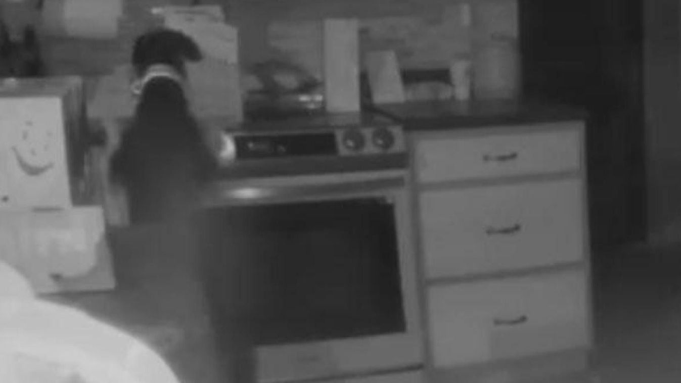 Kigyulladt a ház, mert a család kíváncsi kutyája bekapcsolta a sütőt (videó)