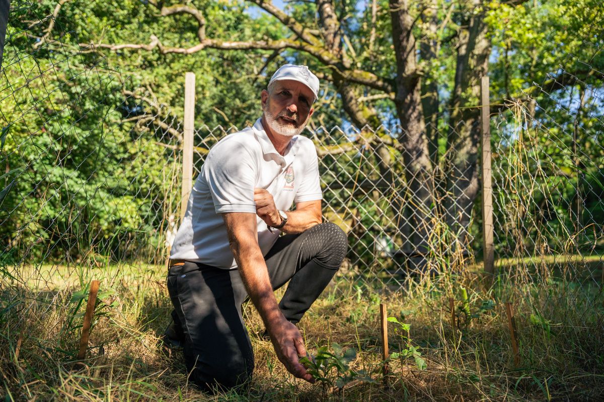 A háromszáz éves fa mellett csemetekertet alakítottak ki, kerítéssel körbevett területen tölgymakkokat ültettek. Így a jövőben is lesz mit megcsodálniuk majd a turistáknak. 