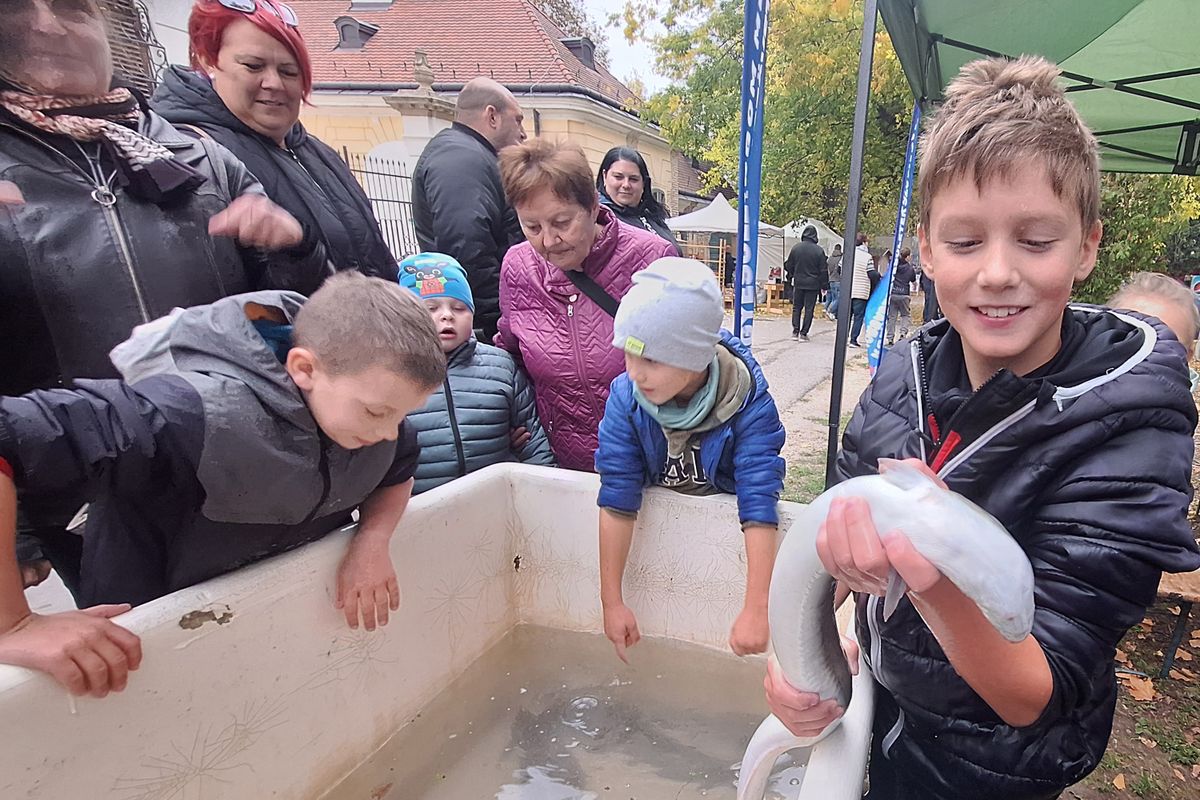 A halak világába kalauzolt a KEMHESZ Tatán.