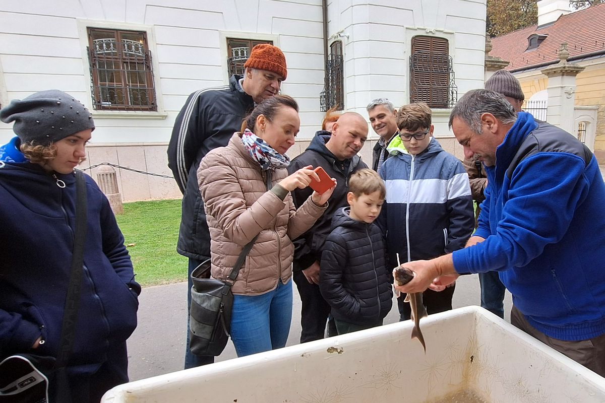 Kézzel is megfoghatta a kecsege, a harcsa és a ponty egy-egy szép példányát az Öreg-tónál a sok-sok gyermek és szüleik.