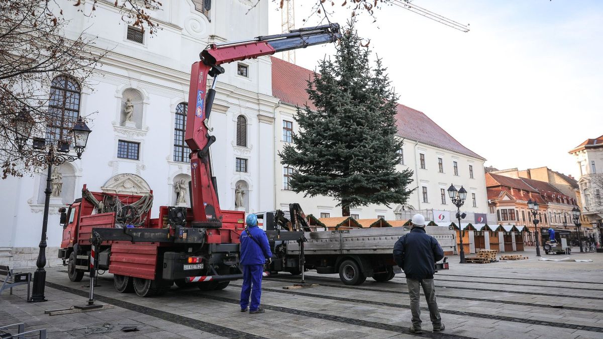 Felállították Győr karácsonyfáját a Széchenyi téren - fotók, videó