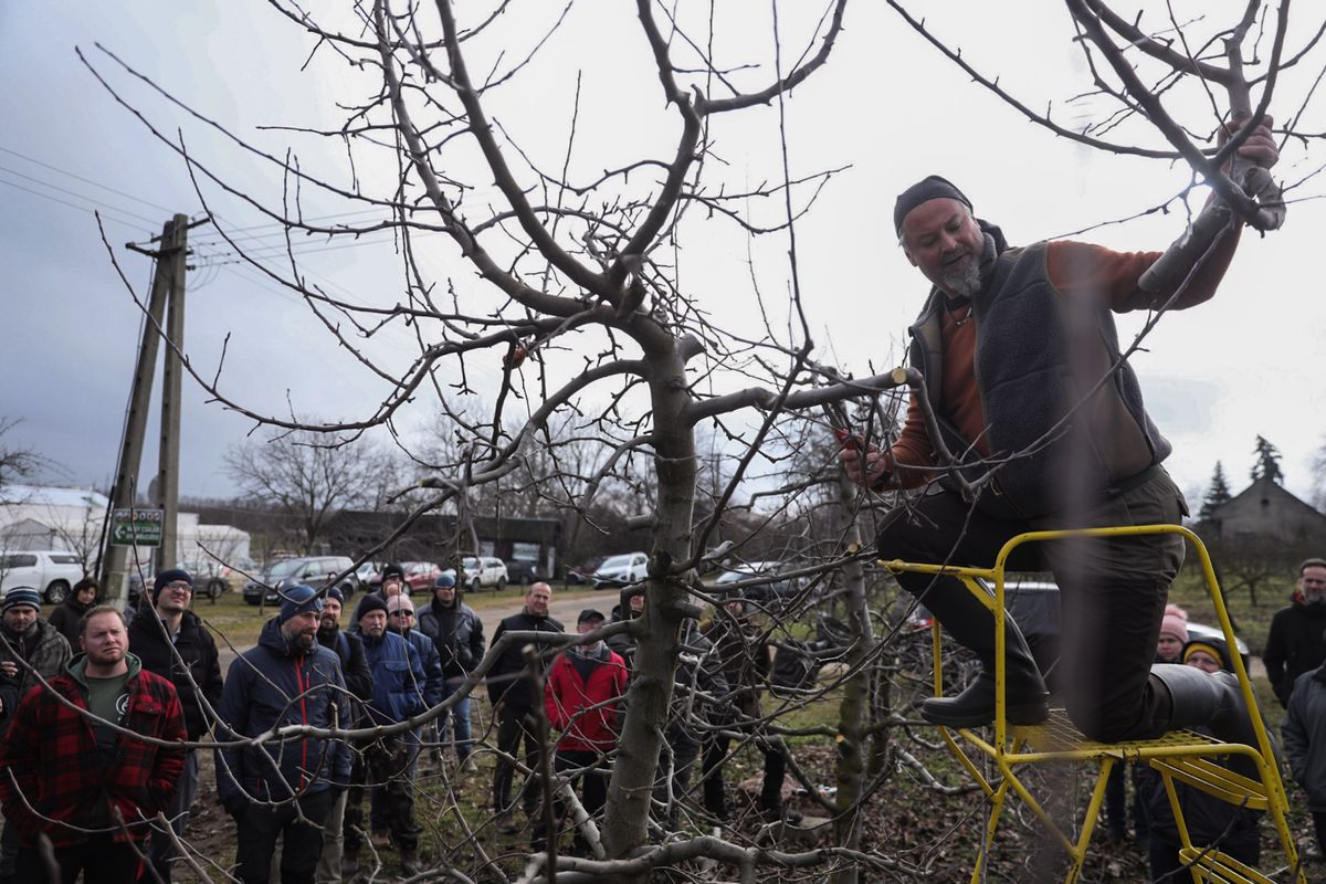 A gyümölcsfát bizony minden oldalról sőt felülről is meg kell metszeni.
