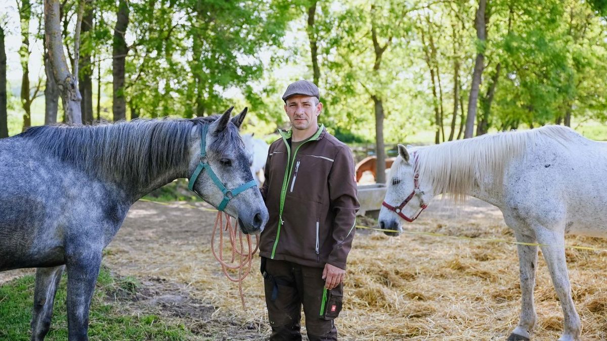 Három ló is elpusztult, amikor méhek támadták meg őket. Több ezer csípést szenvedtek el az állatok. A méhek a lovak gazdáját és az állatorvost is megtámadták.