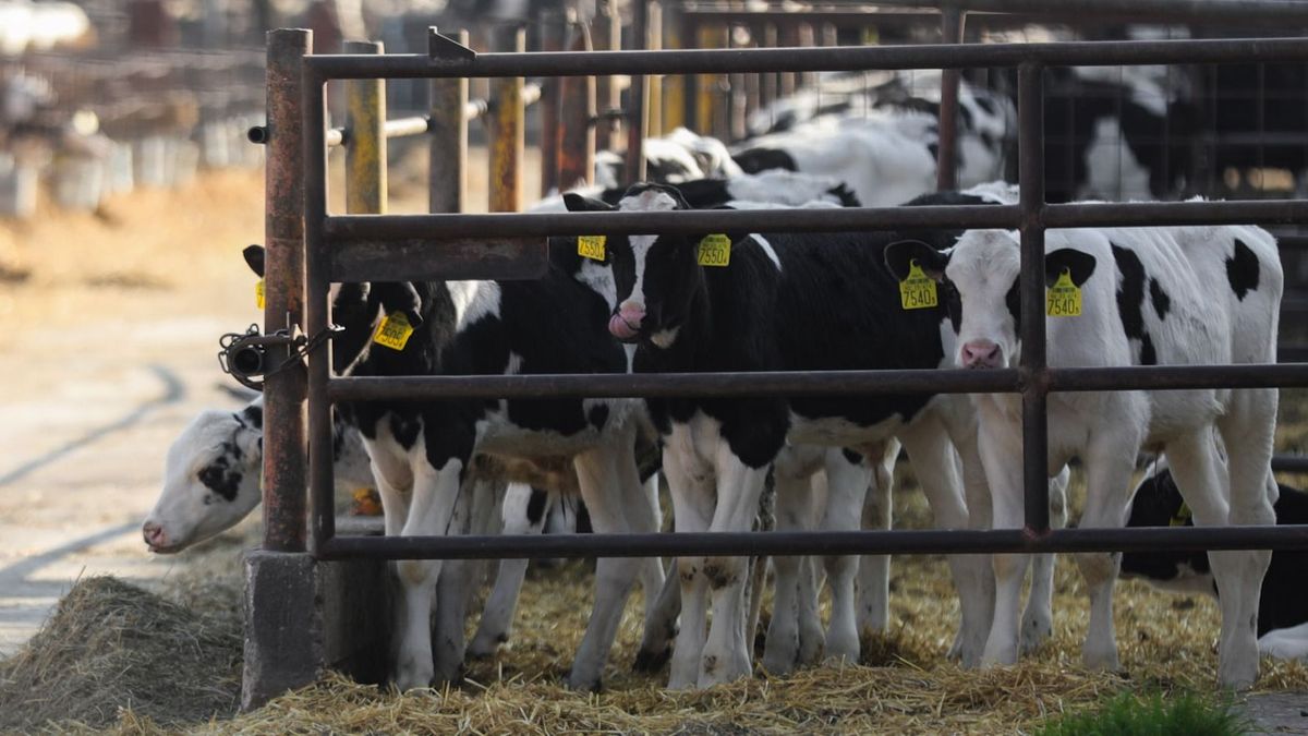 száj- és körömfájás vírus teszt védőoltás marha párosujjú patás