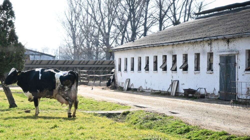 száj- és körömfájás