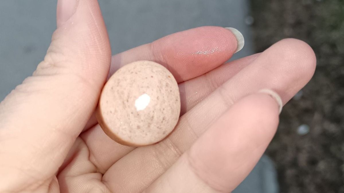Állatmérgezés Mosonmagyaróváron - A kolbász- és virslidarabokba rejtett pirulák nagy felháborodást váltottak ki a településen.