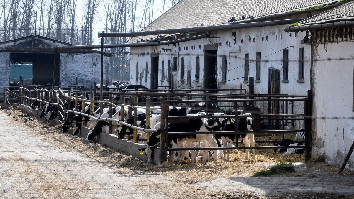 száj- és körömfájás, kisbajcs, vírus