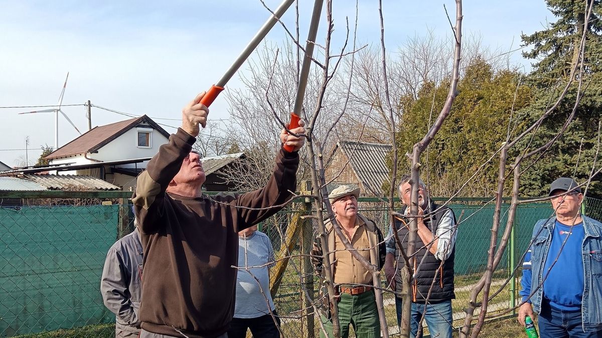 Metszési bemutató a mosonmagyaróvári kertbarátoknak