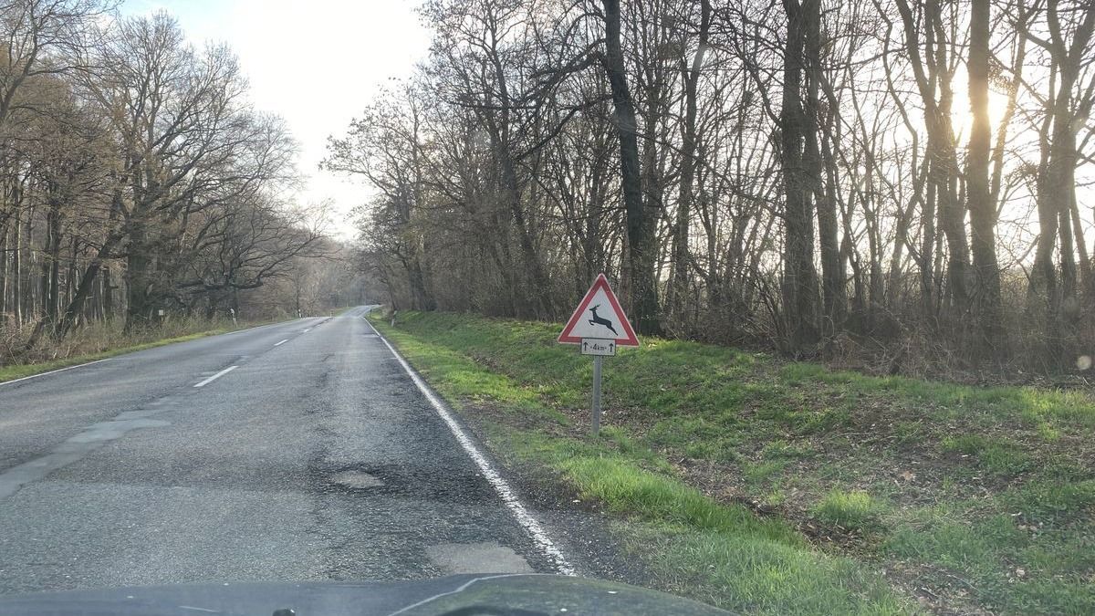 Szarvasveszély tábla – A Bakonyban nem ritka.