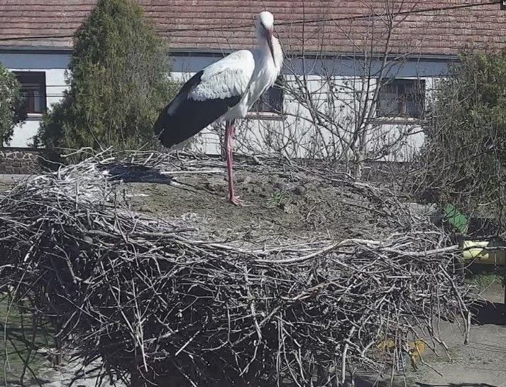 gólya