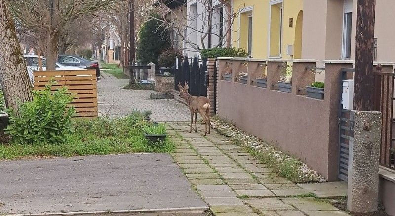 Őzbak Székesfehérvár olvasói fotó