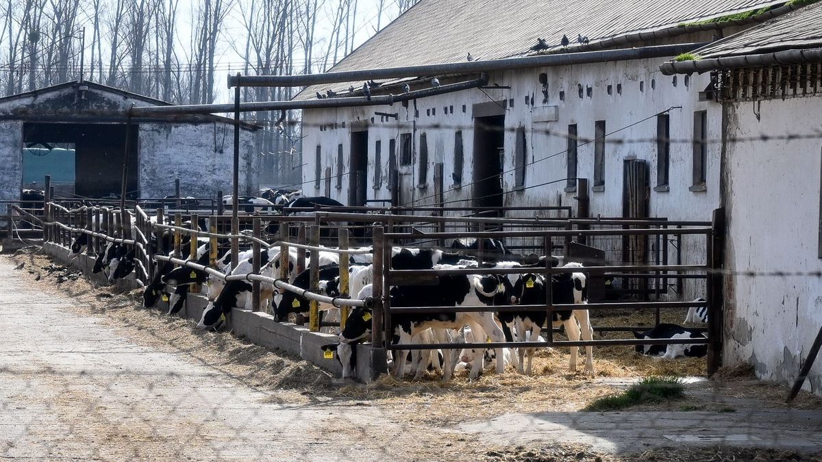 Ragadós száj- és körömfájás: Bábolna térségében földelik el a leölt állatokat