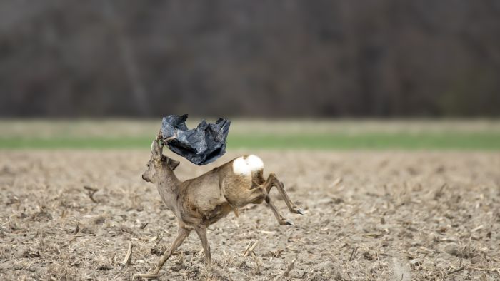 Nejlonba gabalyodott egy őzbak