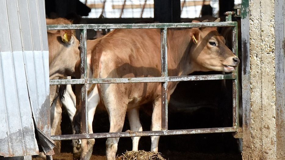 Száj- és körömfájás: a levéli telep állományának 5 százalékában mutatták ki a vírust